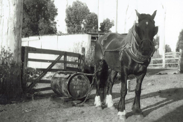 5/9: Horse drawn sledge with 44 gallon drum to fetch creek water James Gilpin (1930s)